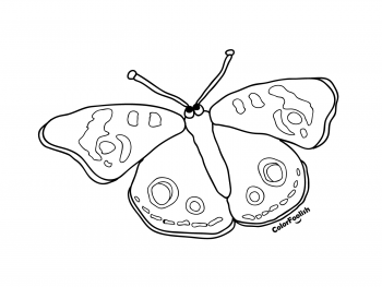 Coloring page of a beautiful butterfly