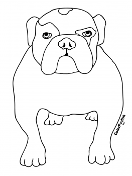 Coloring page of an English bulldog on all fours