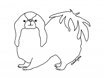 Coloring page of a Japanese chin dog